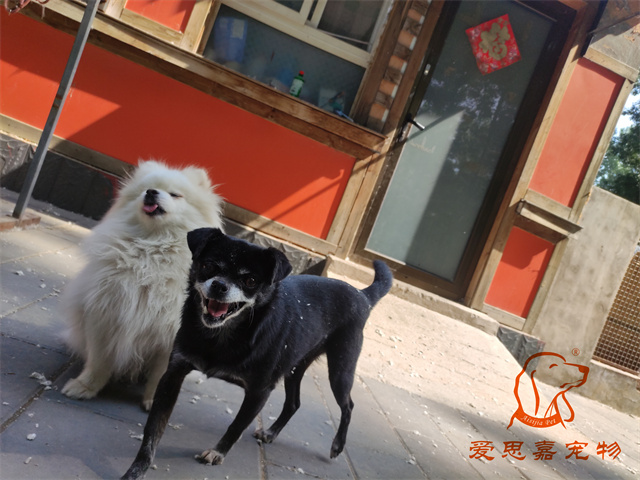 小白小黑 (2).jpg
