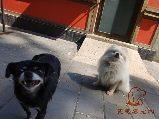 小白小黑 (4).jpg