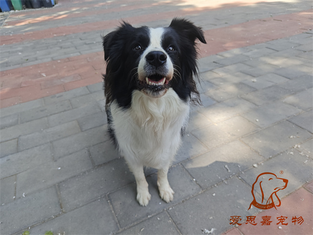 辛巴 (1).jpg