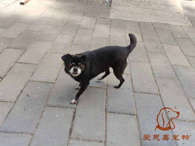 小白小黑 (4).jpg