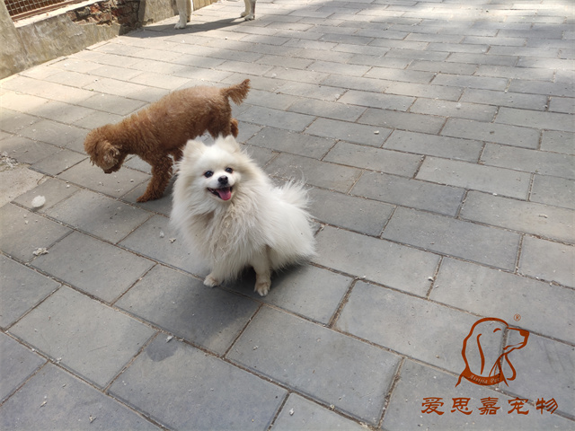 小白小黑 (6).jpg