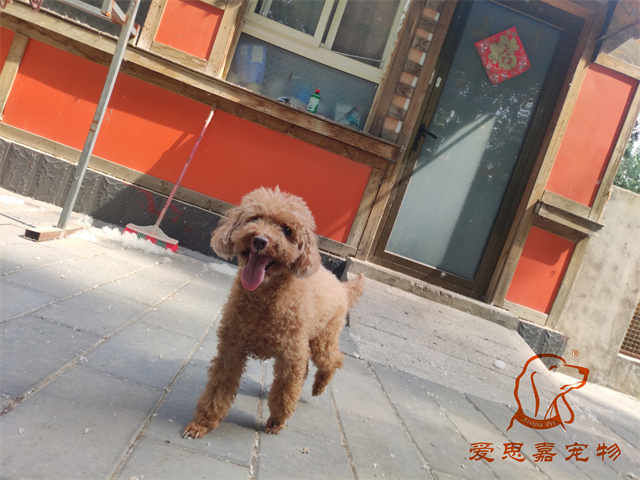 辛巴 (1).jpg