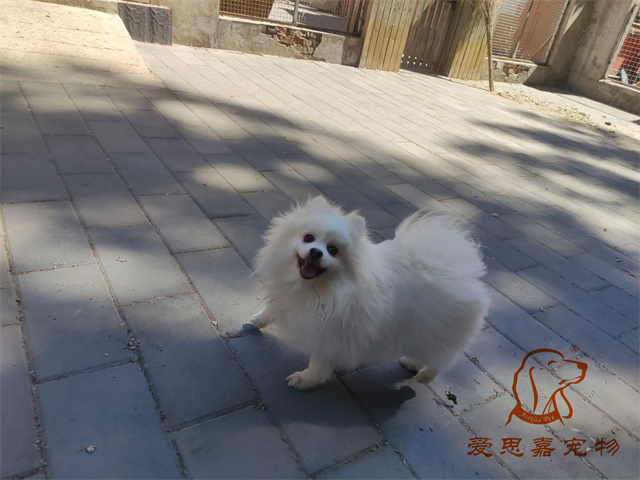 小白小黑 (1).jpg