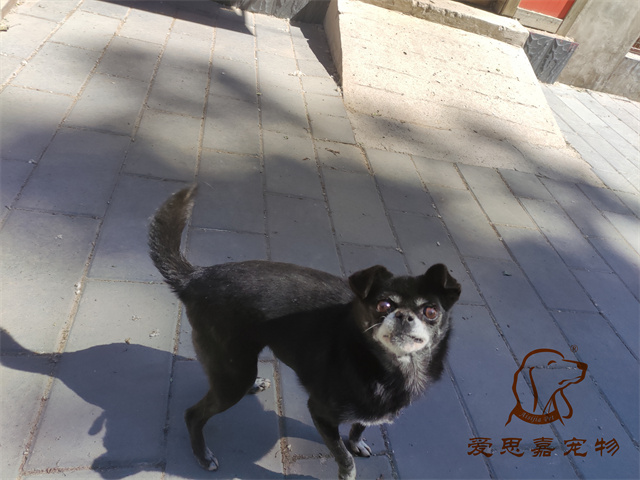 小白小黑 (2).jpg