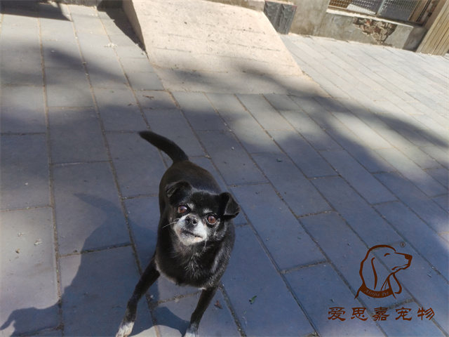 小白小黑 (3).jpg