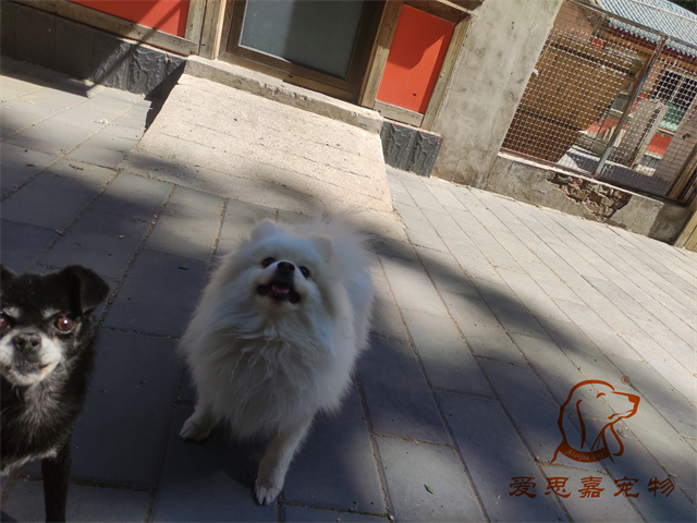小白小黑 (4).jpg