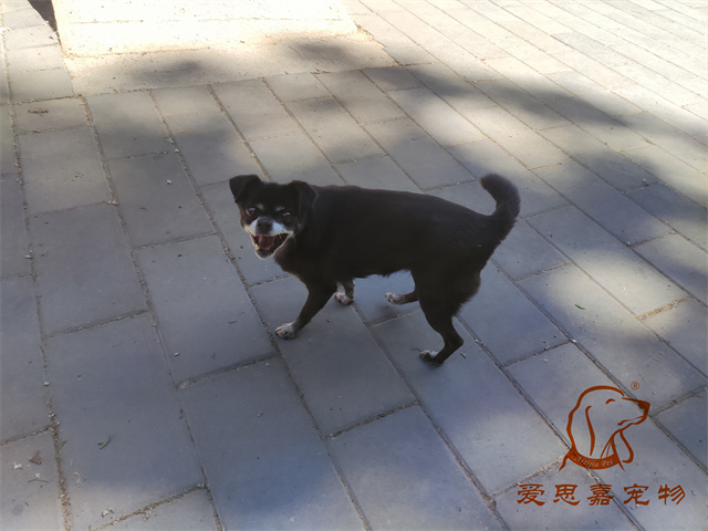 小白小黑 (6).jpg