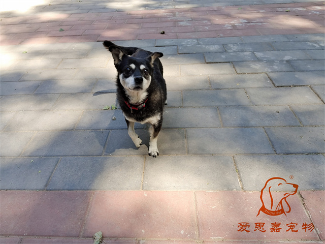 小黑 (1).jpg
