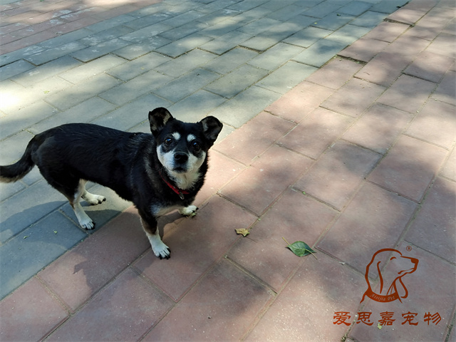 小黑 (2).jpg