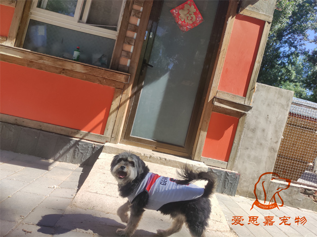 辛巴 (1).jpg