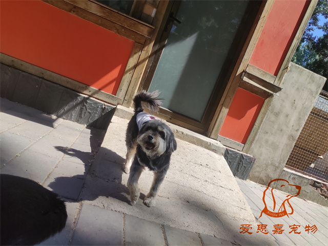 辛巴 (2).jpg