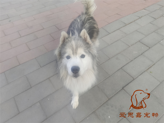 極光 (1).jpg