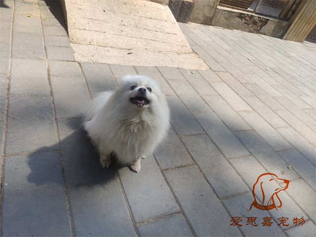 小白小黑 (1).jpg