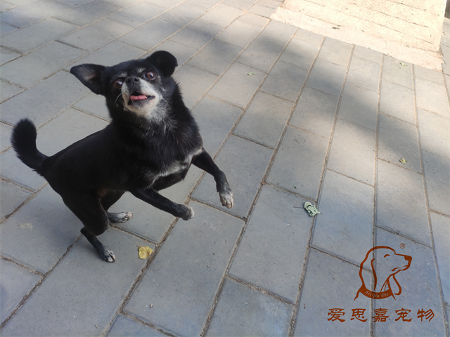 小白小黑 (2).jpg