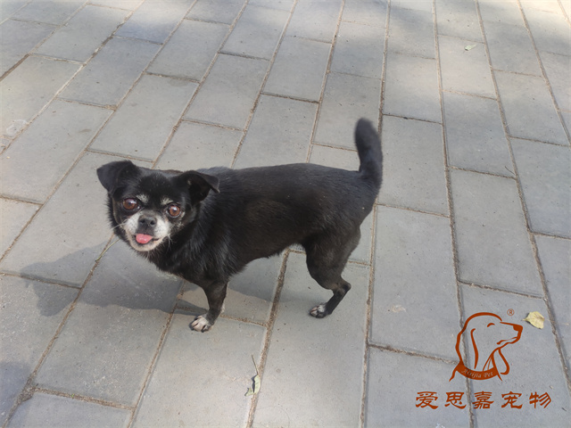 小白小黑 (3).jpg
