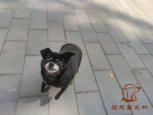 小白小黑 (4).jpg