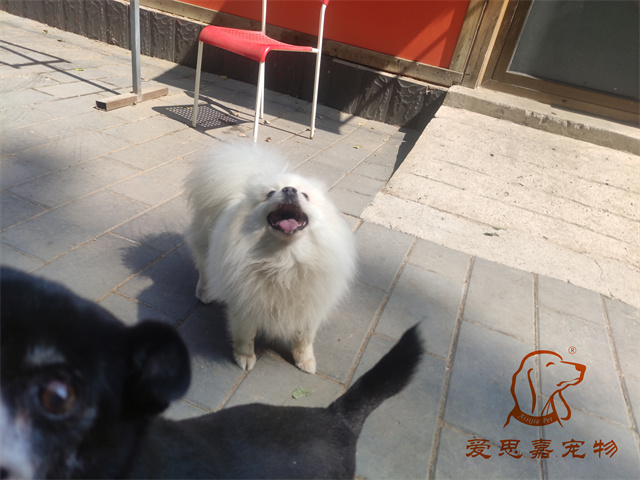 小白小黑 (5).jpg