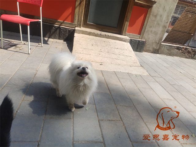 小白小黑 (6).jpg