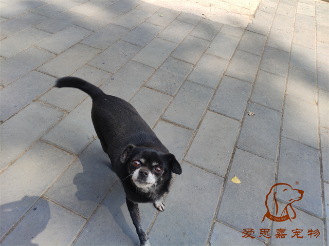 小白小黑 (2).jpg