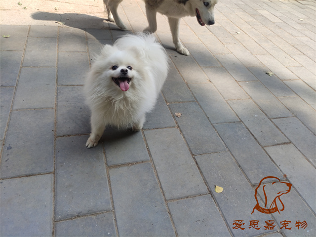 小白小黑 (6).jpg
