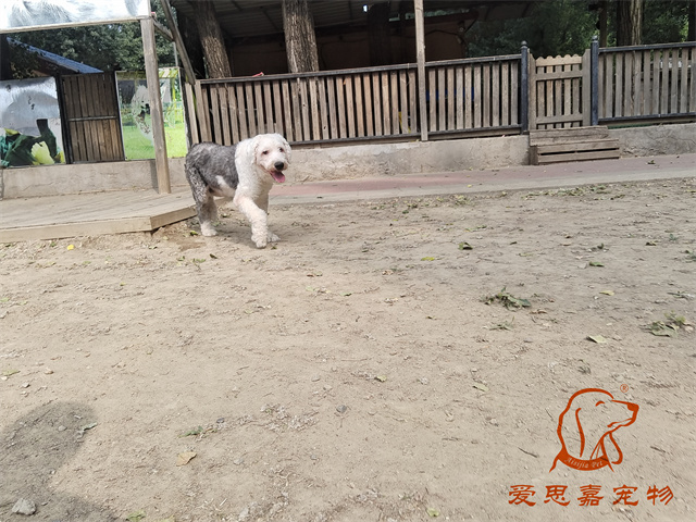 胡椒 (1).jpg