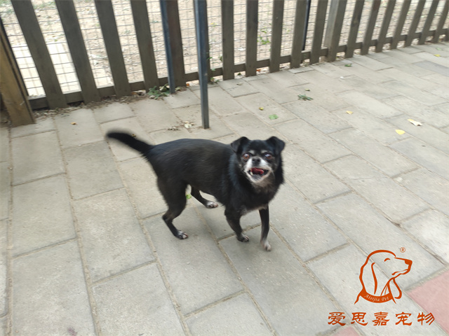 小白小黑 (1).jpg