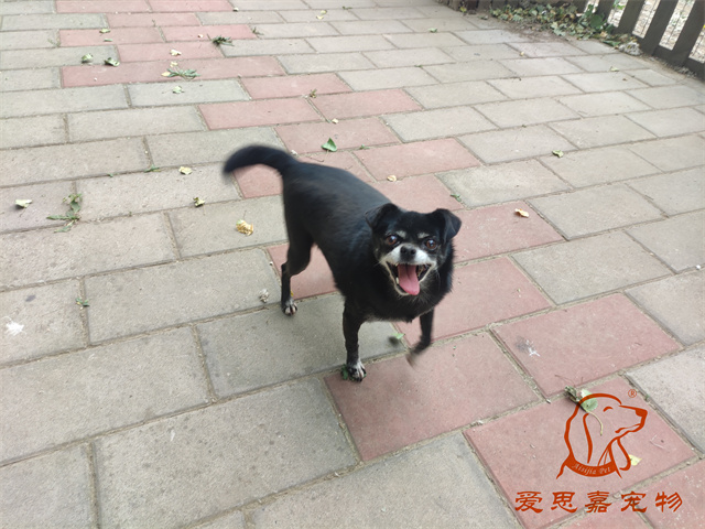 小白小黑 (2).jpg