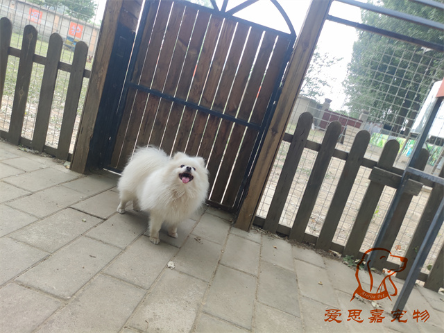 小白小黑 (3).jpg