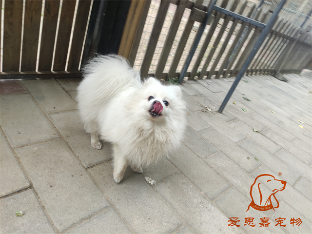 小白小黑 (4).jpg