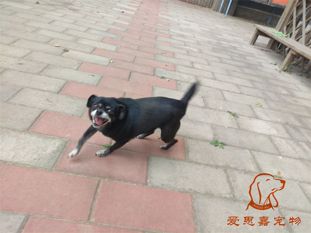 小白小黑 (6).jpg