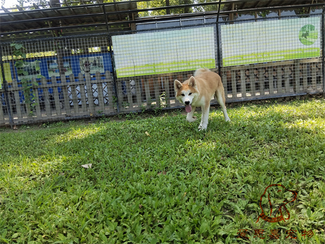 turbo (3).jpg