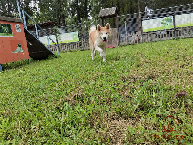 turbo (3).jpg