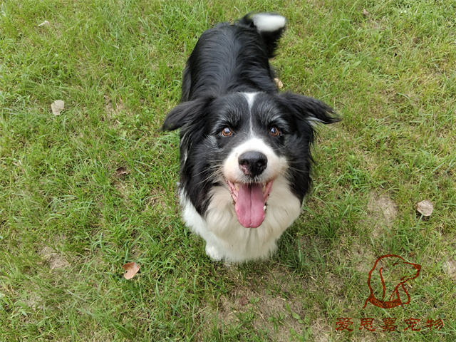 buddy (2).jpg