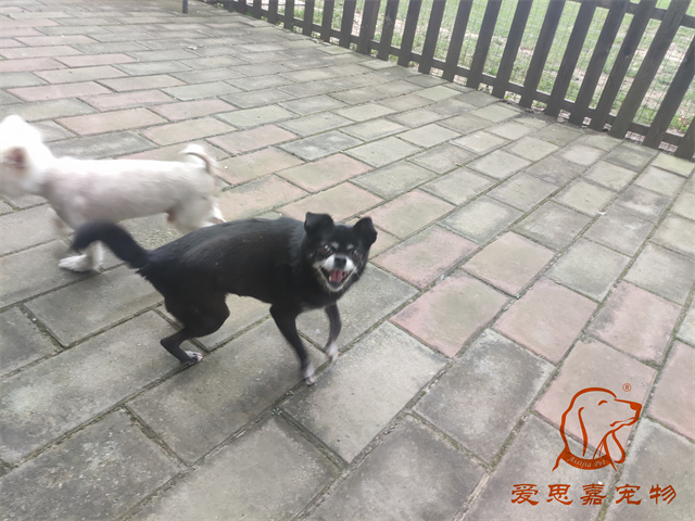 小白小黑 (4).jpg